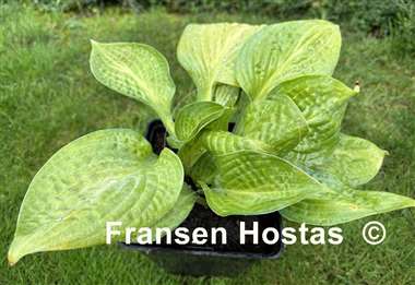 Hosta Dixie Ghost